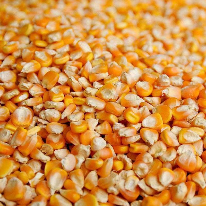 碎玉米粒喂鸡鸭猪吃的饲料100斤50斤鸽粮喂鸽子10斤装干玉米