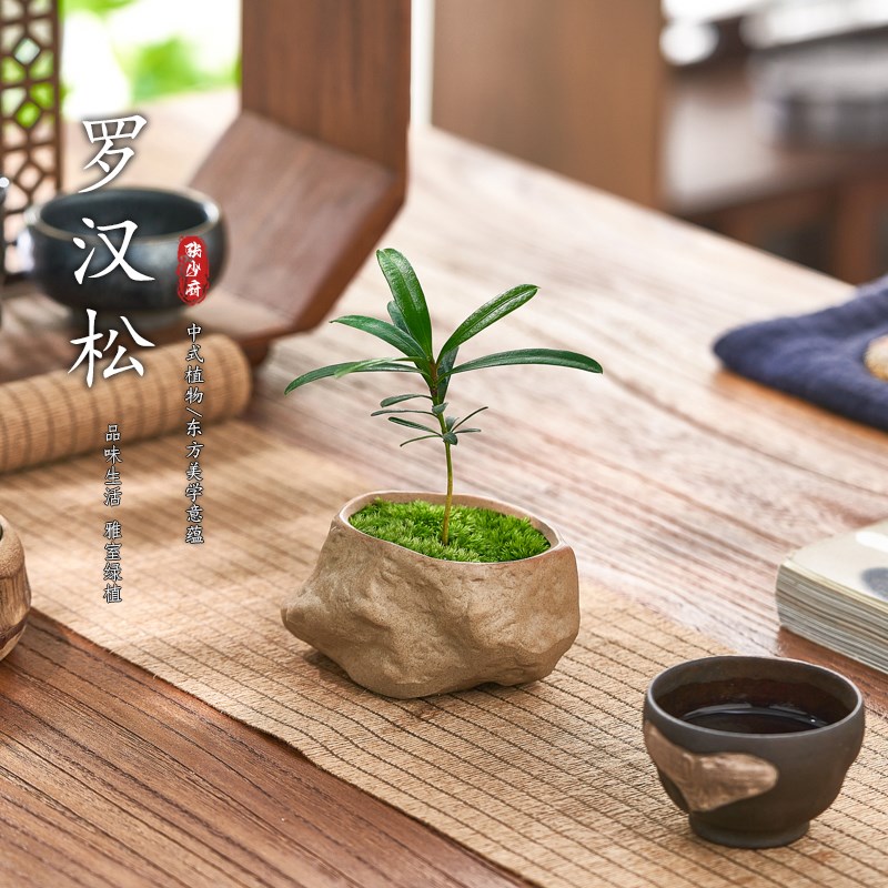 速发罗汉松盆景植物摆件室内绿养四季常青好植办公室桌面迷你小盆