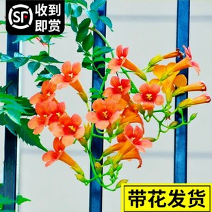 速发耐寒凌霄花苗爬藤物植四季开花卉大苗绿植庭栽盆院台炮仗花紫