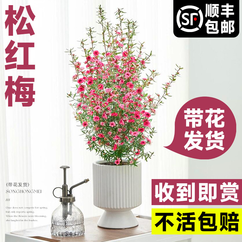速发松红梅盆栽带花大苗一树多台耐寒养植物好绿花卉室内色四季开图片