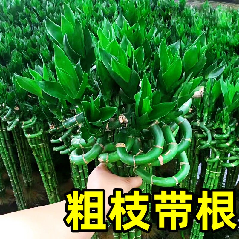 速发带根转运竹盆竹富贵竹植绿水养开运竹子水栽客厅室内招财水培
