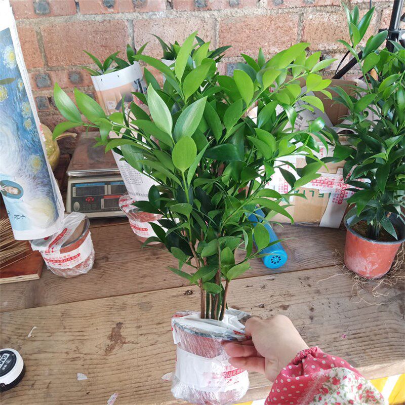 速发耐寒耐热竹柏盆平安竹室内客厅桌面台驱蚊好养四季长青植物原