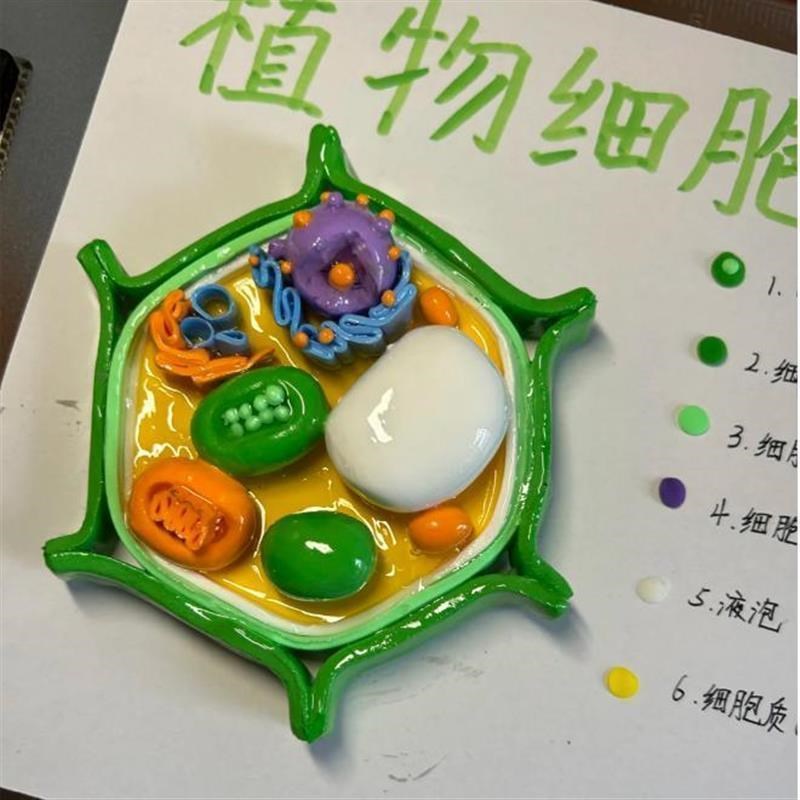 速发细胞模型制作模料七年级植物细胞模型细胞一型学生初材生物作