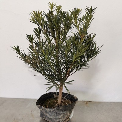 罗汉松珍珠米叶罗汉松中叶雀舌松小苗绿植盆栽盆景苗基地