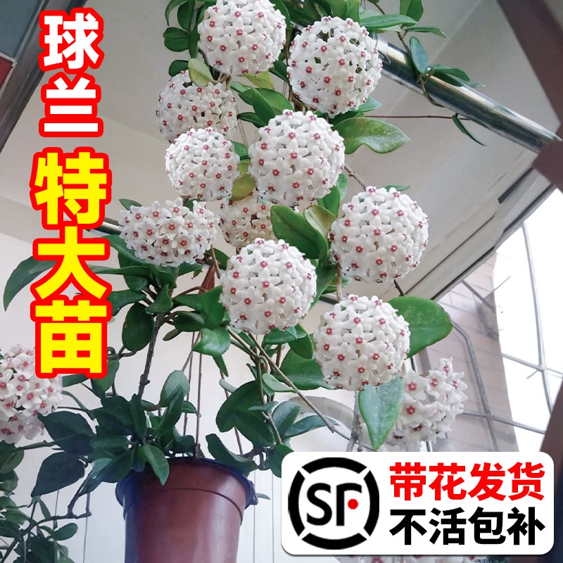 速发兰兰带花大苗心叶匍匐球球盆栽四季开花绿攀援爬藤卉植物爬墙
