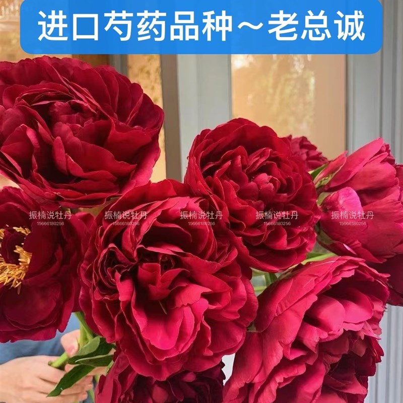 速发菏花芍药忠芍药泽苗【老,诚】 ,秋天发货.