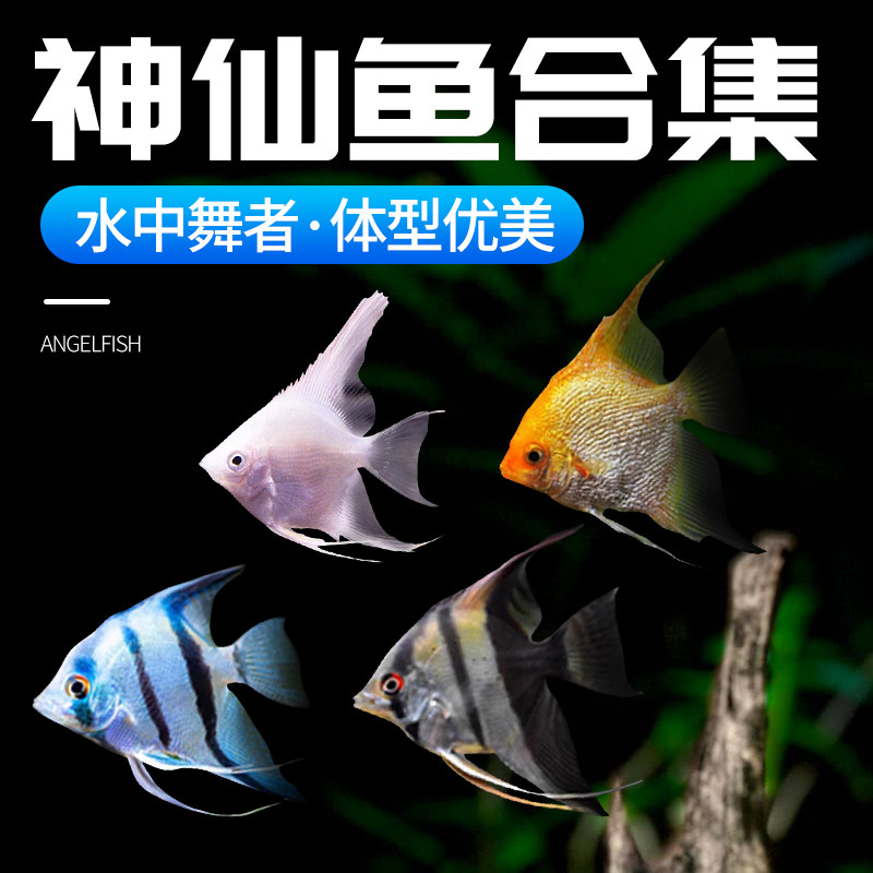 速发热带观赏鼎金鱼鸳鸯猫燕七彩神仙燕鱼新手好养小型淡水鱼