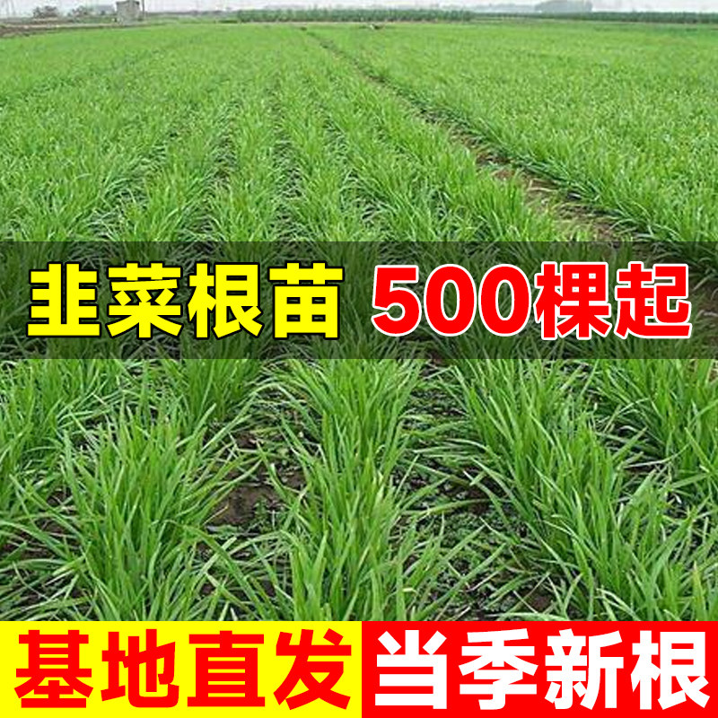 速发韭菜根苗头茬紫根红根小叶宽叶四季本地韭菜根地栽盆栽独根苗