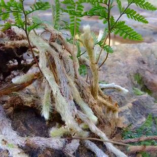 新鲜白毛蛇下单现采石蚕石祈蛇白毛岩蚕圆盖阴石蕨白毛骨碎补