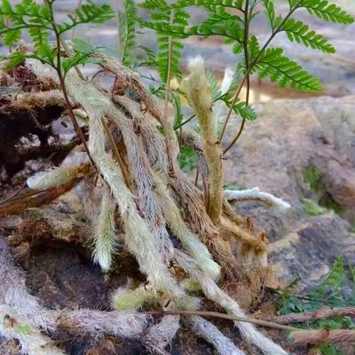 新鲜白毛蛇下单现采石蚕石祈蛇白毛岩蚕圆盖阴石蕨白毛骨碎补