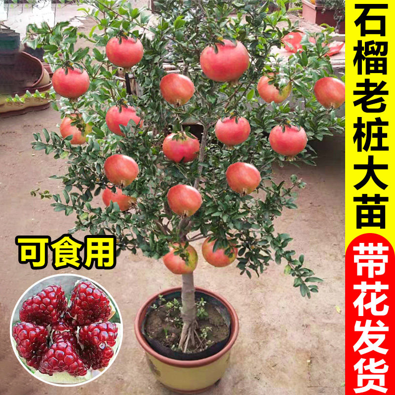 突尼斯软籽石榴苗耐寒盆栽