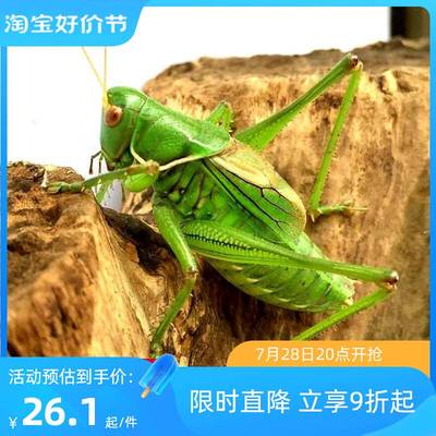 高级蝈蝈活虫带笼子精品大号夏活虫超大新脱铁皮山青翠绿活体鸣虫