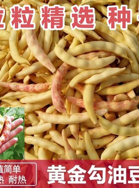角黄钩熟架豆种柴蔬北子黄金勾东油豆籽无筋无早黄色高产菜种金子