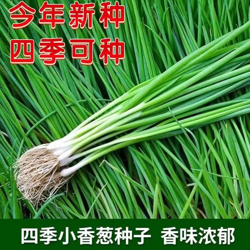 四季小香葱种子红葱种籽盆栽葱头种苗阳台庭院种植火分葱蔬菜种孑