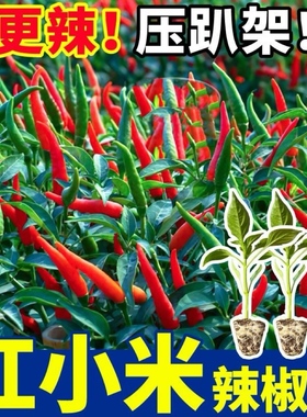 红色小米辣秧苗高产四季辣椒苗朝天椒螺丝椒各种番茄苗蔬菜苗盆栽