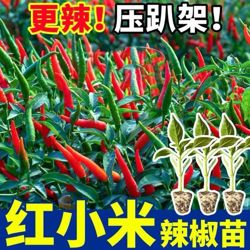 红色小米辣秧苗高产四季辣椒苗朝天椒螺丝椒各种番茄苗蔬菜苗盆栽