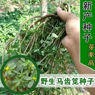 馬齒莧種子新產(chǎn)野菜種子食用馬齒菜籽長壽菜馬齒筧籽庭院陽臺(tái)種植
