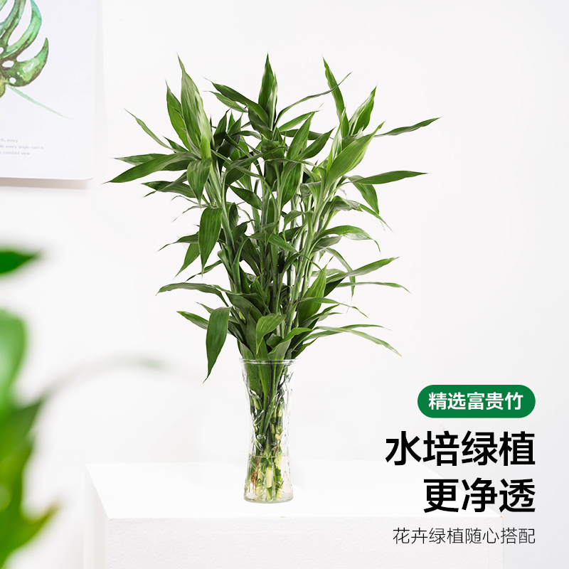 大叶富贵竹驱蚊植物水养客厅招财吸甲醛绿萝易活盆栽花瓶室内