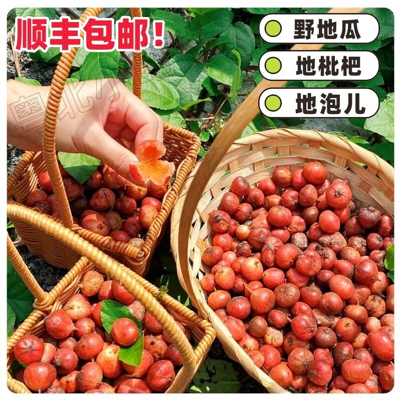 当季野地瓜现摘地枇杷新鲜美味水果地石榴童年记忆野果地瓜泡儿