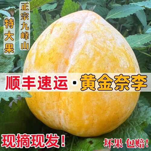 乐昌九峰山黄金奈李新鲜水果李子