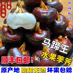 乐昌北乡马蹄王新鲜马蹄荸荠当季水果现挖特大果地梨口感脆甜无渣