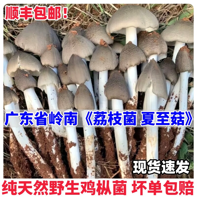 正宗夏至菌当季新鲜鸡枞菌现挖伞把菇野生荔枝菌可食用美味大脚菇