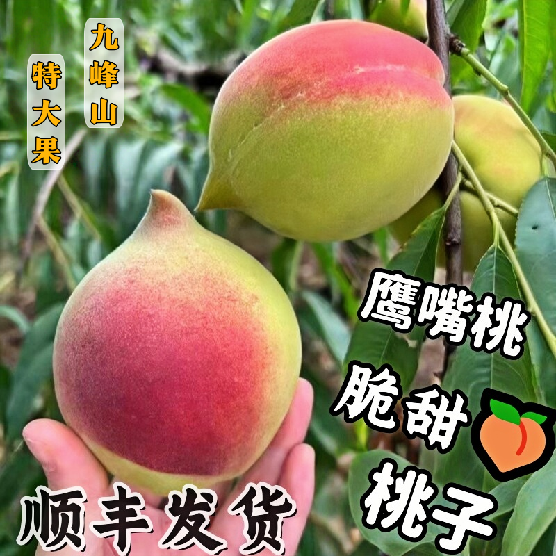 正宗九峰山鹰嘴桃特大脆甜桃子