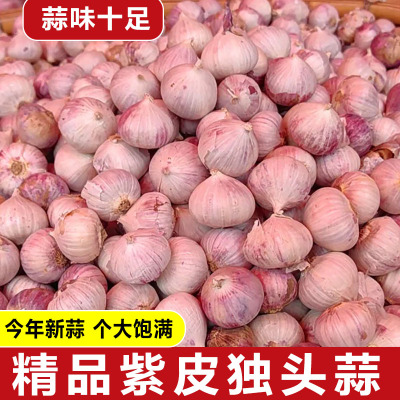 独头干蒜5斤新鲜紫皮独蒜