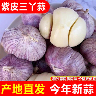 云南农家紫皮三丫蒜三瓣多瓣蒜鲜蒜新货晾晒大蒜红皮干蒜非独头蒜