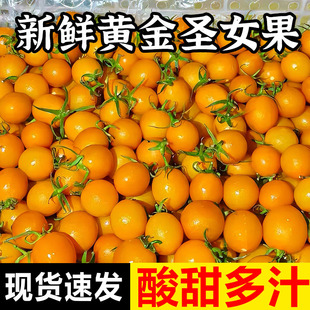 农家新鲜采摘黄圣女果黄珍珠小番茄儿童水果酸甜黄玲珑西红柿5斤3