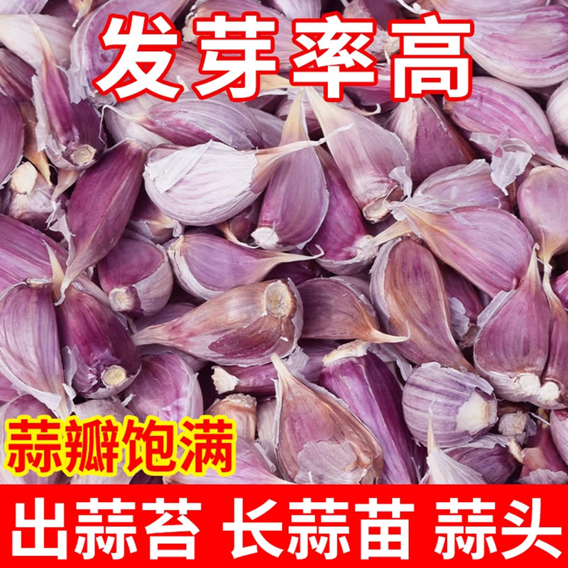 紫皮小蒜瓣种红根蒜苗蒜苔寒苔蒜小香蒜独头川蒜籽包邮非大蒜头