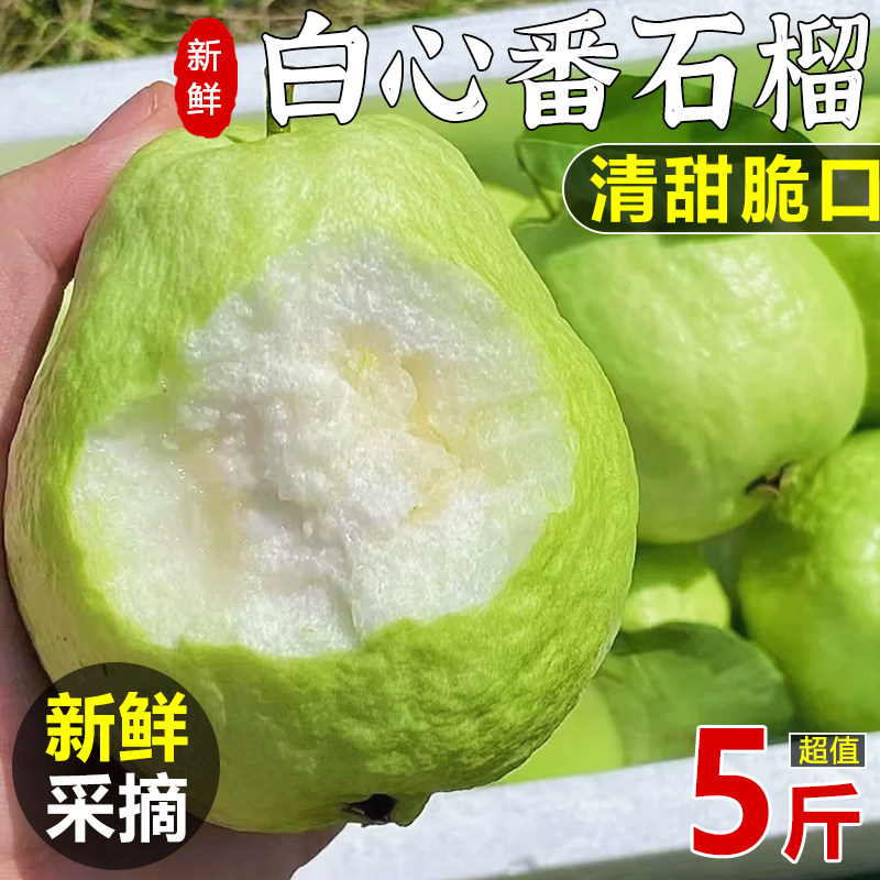广西白心芭乐番石榴新鲜水果爽脆清甜鲜果当季现摘现发5斤包邮