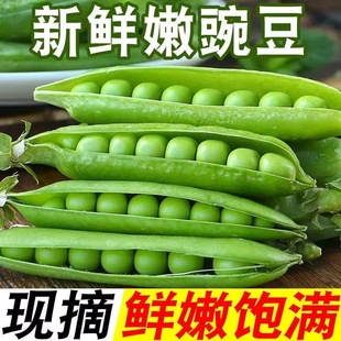 包邮 云南豌豆新鲜云南带壳青豆角蔬菜甜豆荚嫩5斤当季 现摘整箱
