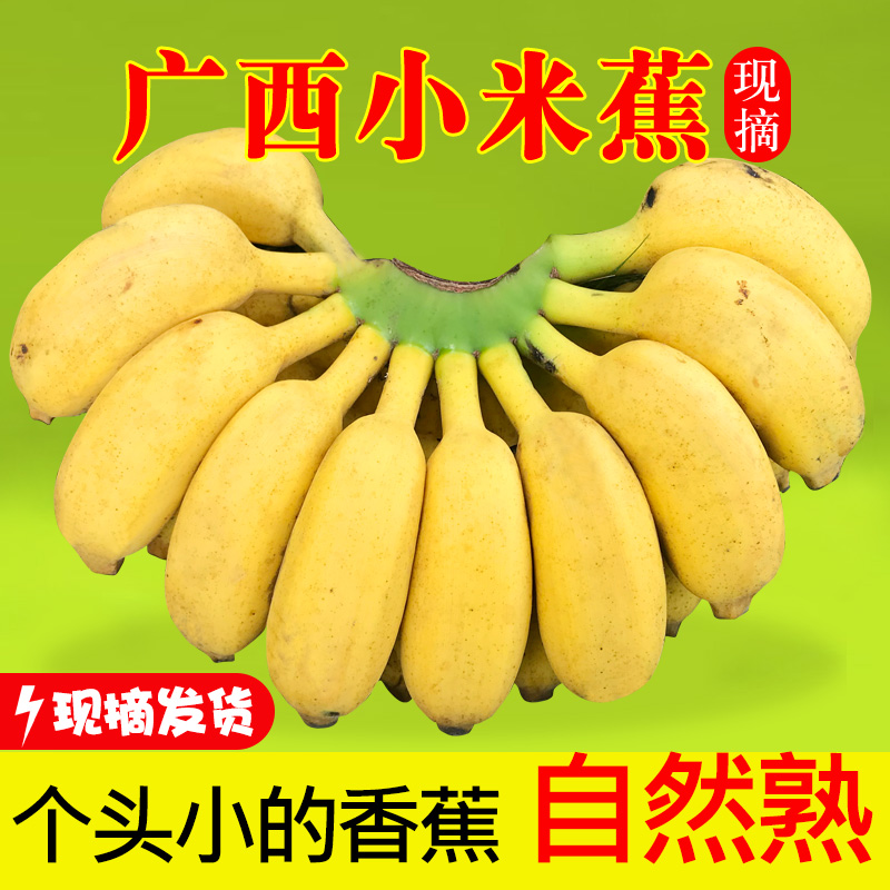 广西小米蕉香蕉新鲜水果9斤小香芭蕉当季苹果蕉整箱自然熟包邮5