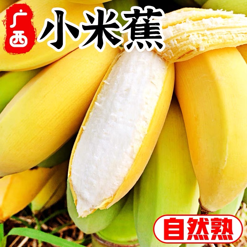 广西小米蕉10斤新鲜水果包邮现摘小香芭蕉苹果蕉甜香蕉整箱自然熟