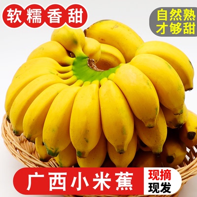正宗广西小米蕉新鲜农家水果香蕉拇指蕉当季新鲜水果小芭蕉甜糯5