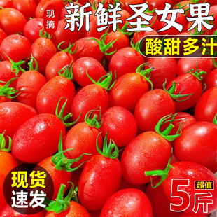 圣女果红色小番茄新鲜水果茄新鲜水果樱桃千玺果蔬菜小西红柿现摘