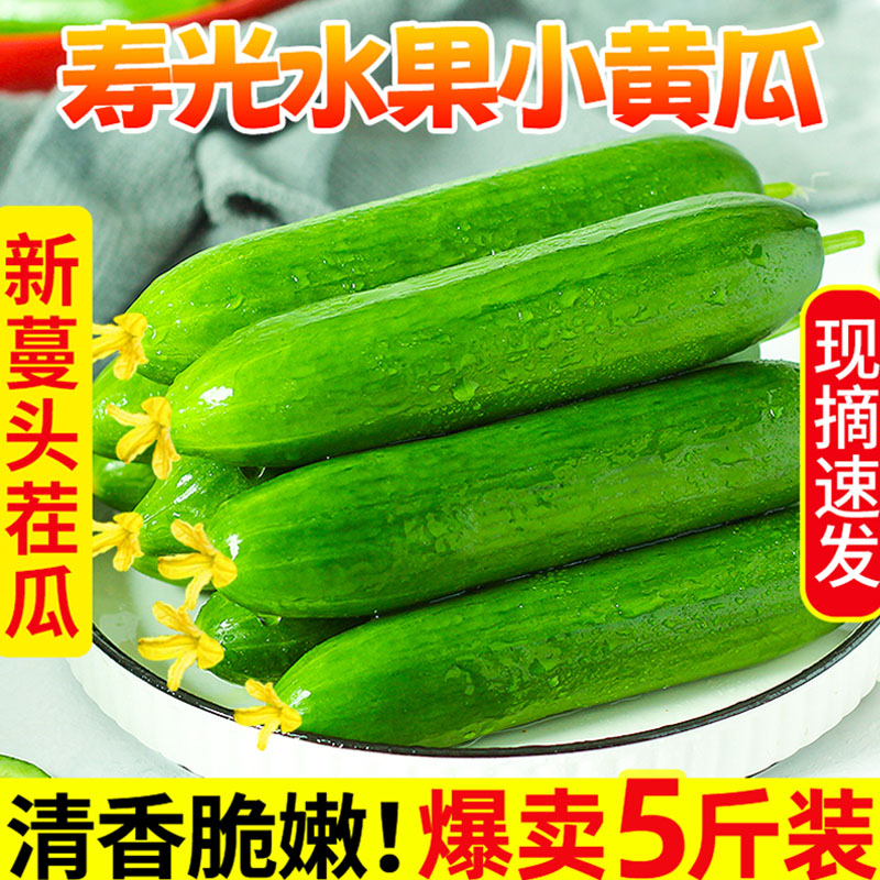 水果黄瓜鲜嫩清甜爽口现摘蔬菜