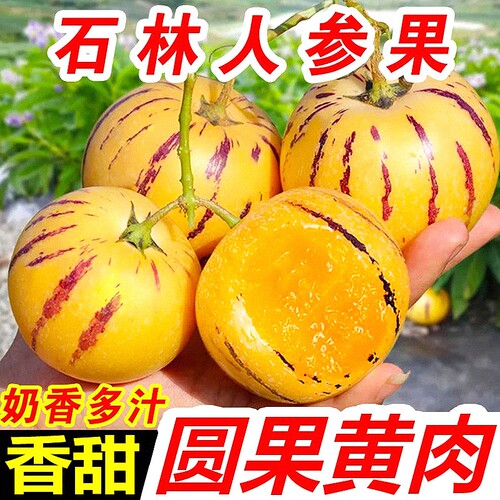 人参果新鲜云南石林现摘圆果人生果娃娃果七彩黄肉水果树上熟当季
