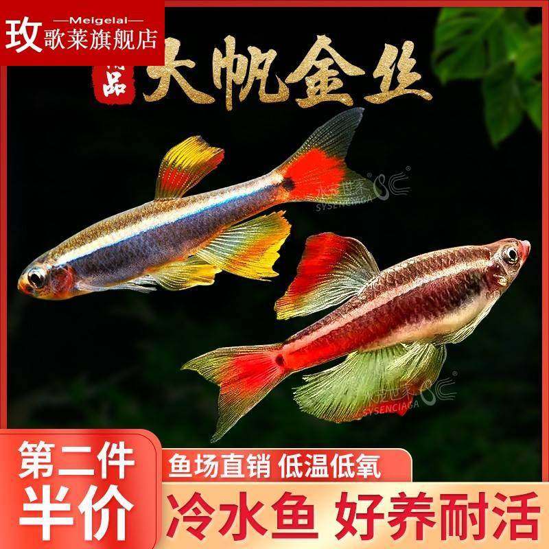 白云金丝鱼大帆瑰丽金丝火焰金丝新手观赏群游鱼红尾灯科鱼冷水鱼