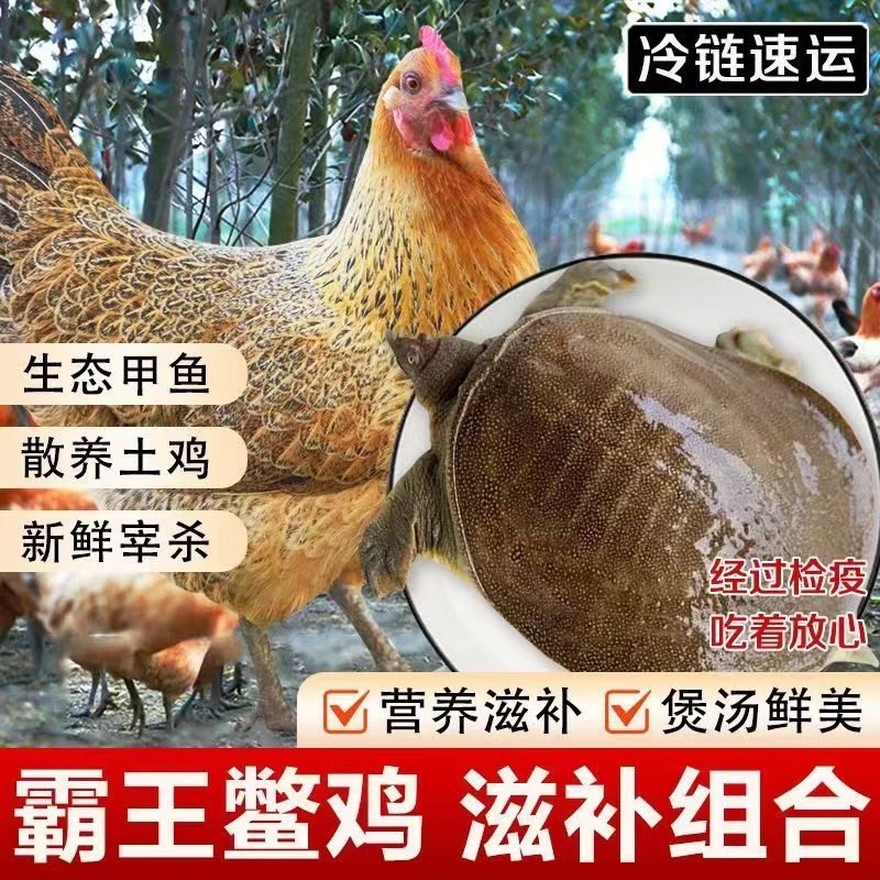 霸王鳖鸡沂蒙山黄油老母鸡新鲜甲鱼营养,水产肉类/新鲜蔬果/熟食,甲鱼,淘宝优惠券,粉丝福利购,淘宝优惠卷