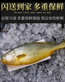 野生黄鱼野生黄鱼活鱼速冻