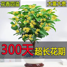 四季桂花树好养浓香型盆栽阳台庭院四季开花金桂花卉老桩室内易活