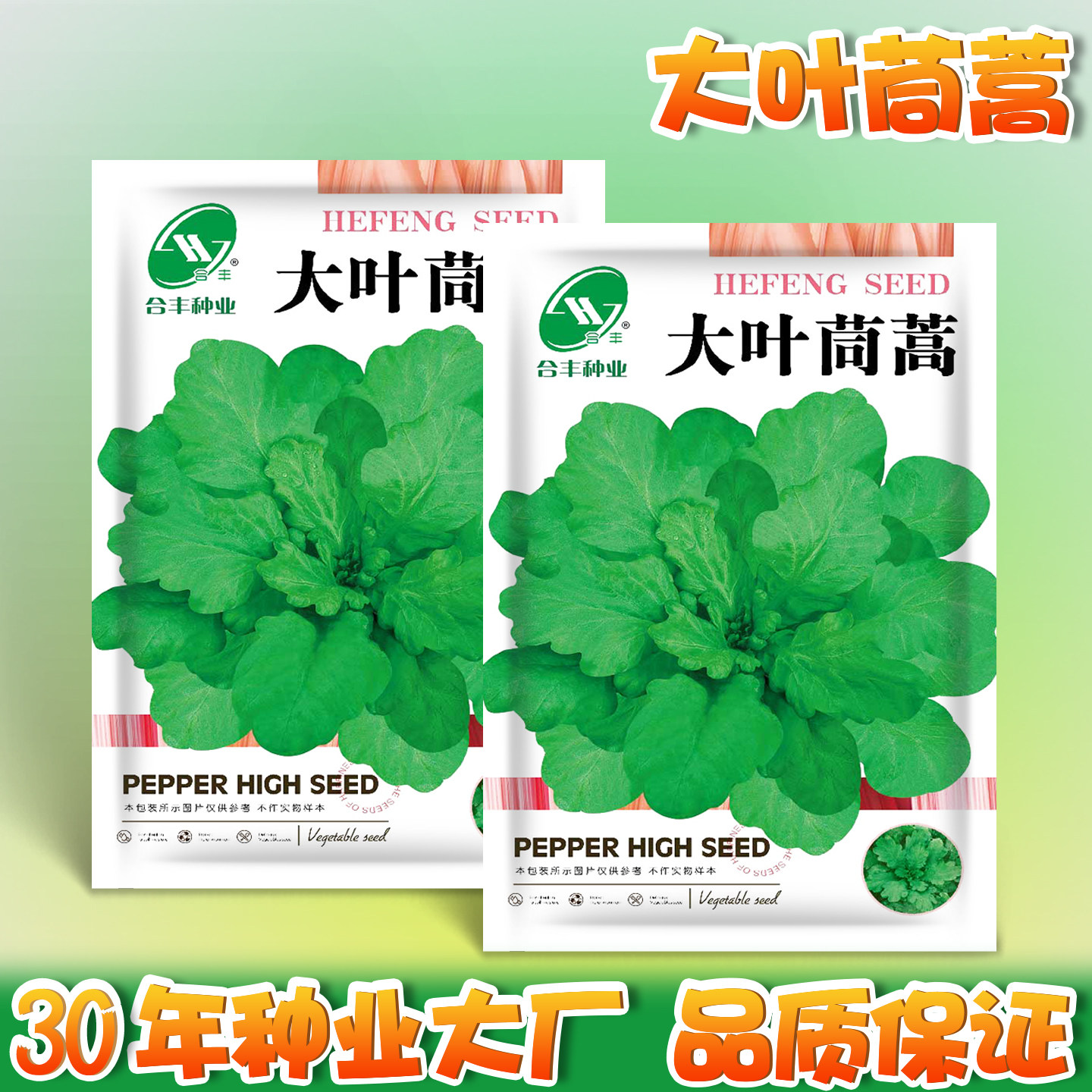 大叶茼蒿菜种子蒿子杆光杆大叶茼蒿籽种籽阳台种植盆栽皇帝菜种籽