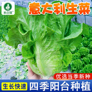 速生意大利生菜种籽四季球包心生菜种孑大全盆栽罗马奶油生菜种子