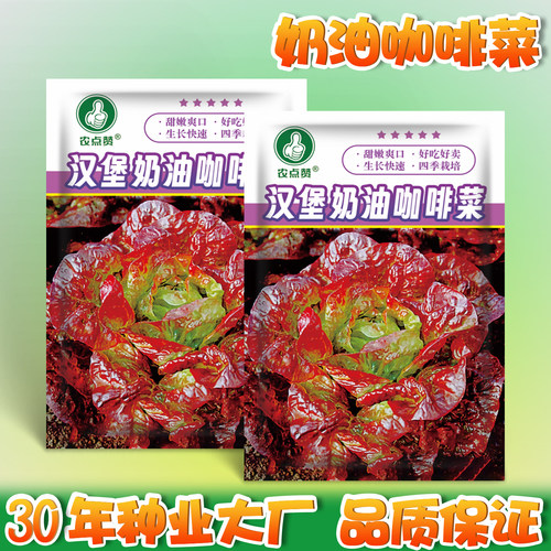 咖啡菜种子紫叶生菜种籽奶油汉堡孔雀菜四季抗热耐寒营养蔬菜种子