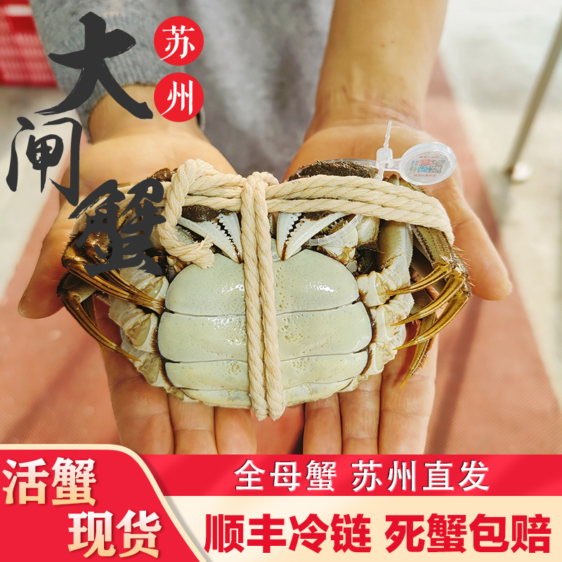 苏州精品大闸蟹全母蟹