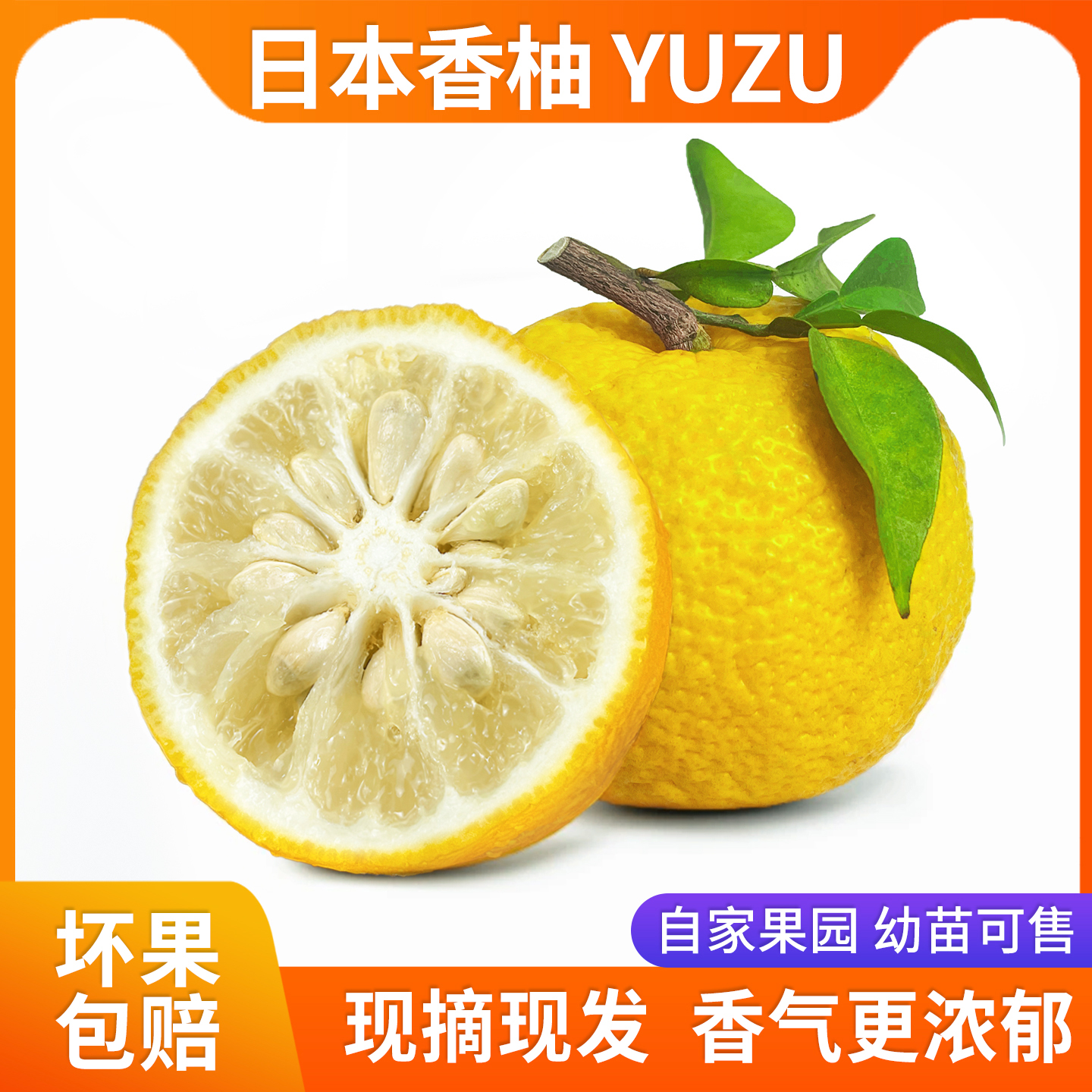 日本柚子YUZU香柚黄柚子蟹酿橙