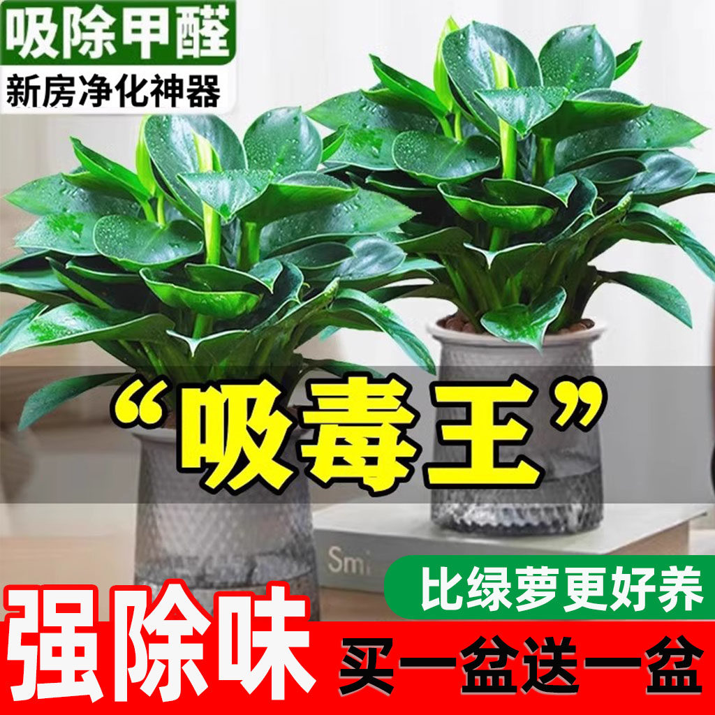 金钻盆栽大叶绿植水培植物室内吸除去甲醛好养花卉多肉客厅新房