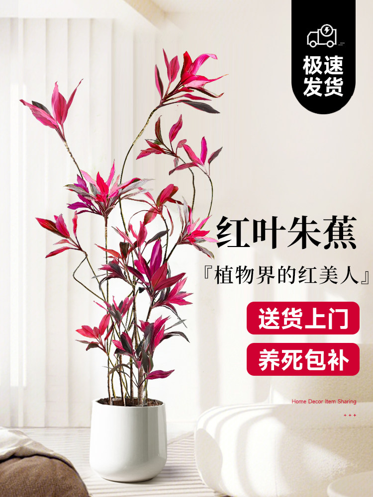红叶朱蕉绿植室内大型盆栽办公室客厅落地式禄植真花好养易活植物
